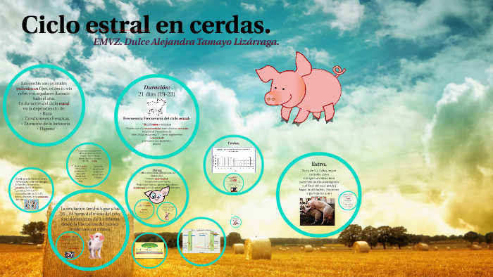 Ciclo Reproductivo Y Ciclo Estral De Los Cerdos Ppt 8605