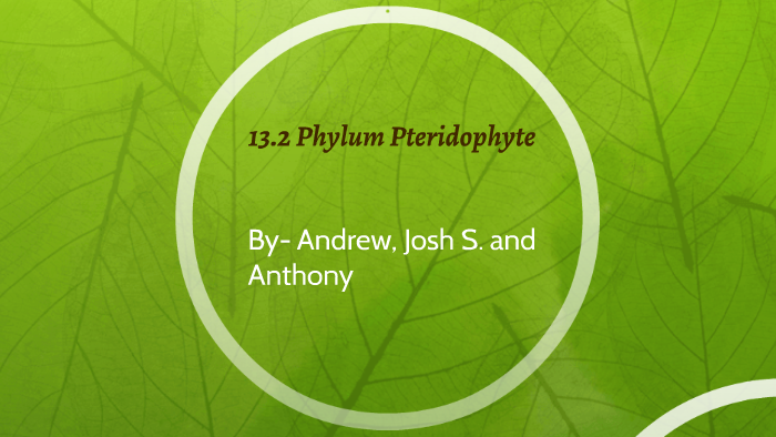 Phylum Pteridophyta by Andrew Reed