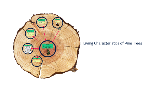 Living Characteristics of Pine Trees by on Prezi Next