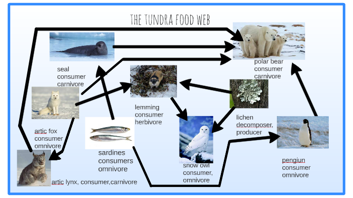 the tundra food web by ashley jones on Prezi