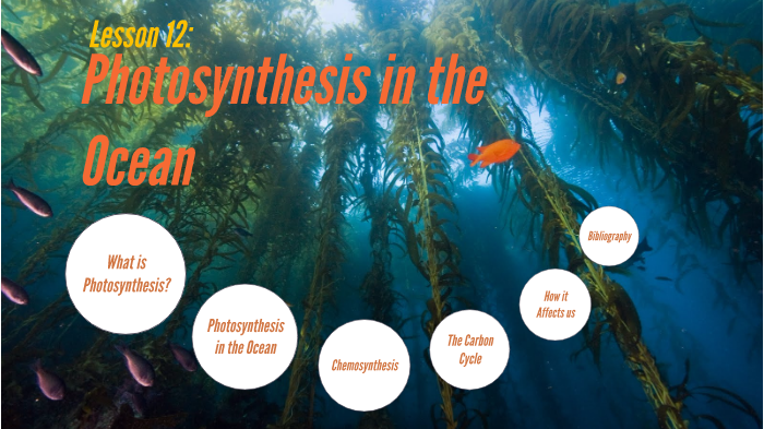 12: Photosynthesis in the Ocean by Kaylee Henderson on Prezi