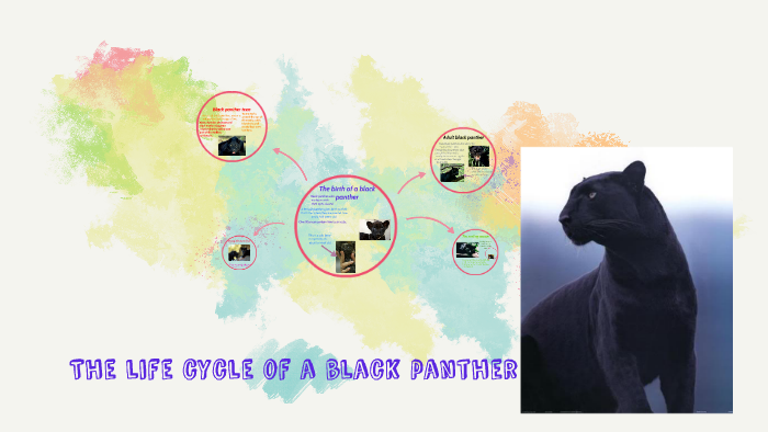 The life cycle of a black panther by keegan liefting on Prezi