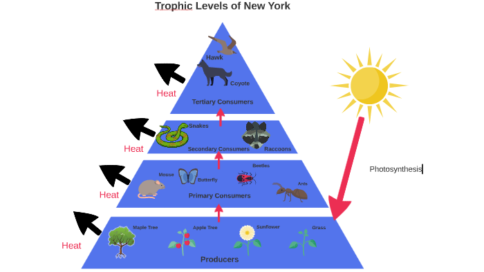 Maple Tree by Jack Hanau Jhanau27 on Prezi