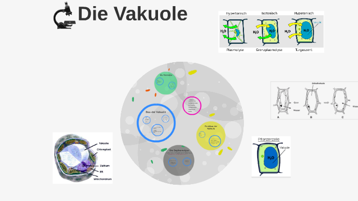 Die Vakuole by Mathilda Frieda on Prezi