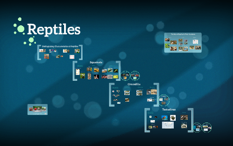 Reptiles By Emi Hayakawa On Prezi