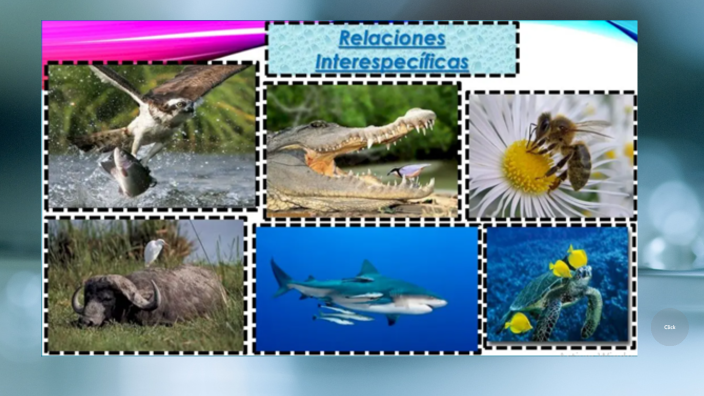 RELACIONES INTERESPECIFICAS by Pablo Fernando Narvaez Tapia on Prezi