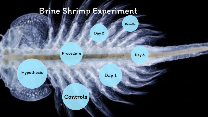 brine shrimp temperature experiment