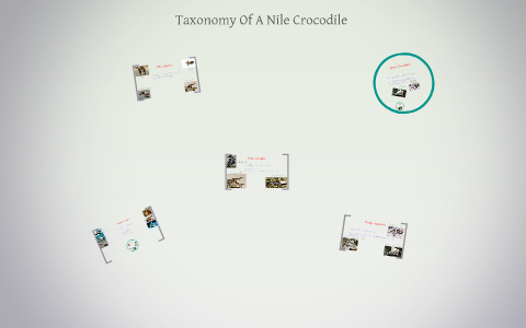 Taxonomy Of A Nile Crocodile by