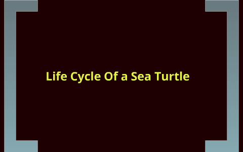 Life Cycle of Sea Turtle by chase westmorelnad on Prezi