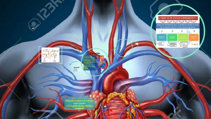 Corazón - Fisiología Guyton by Fernanda Claros on Prezi