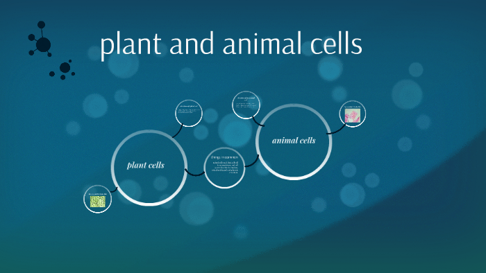 plant and animal cells by sienna dupuiss on Prezi