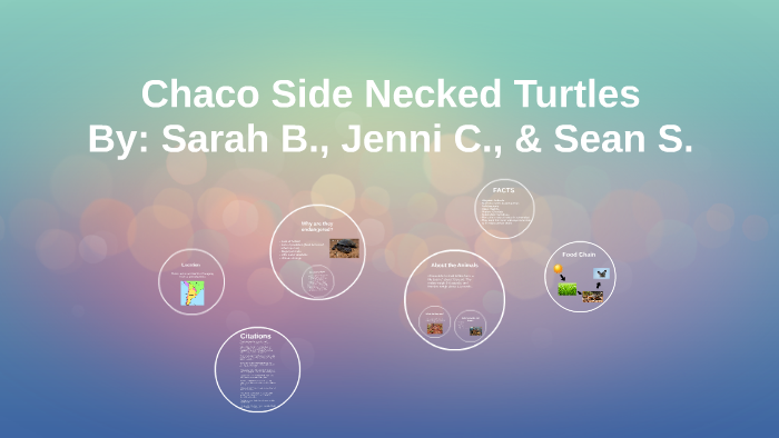 Chaco Side Necked Turtles by Jennifer C