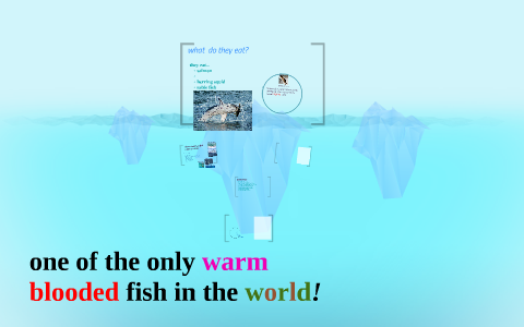 one of the only warm blooded fish in the world by natalie rees on Prezi