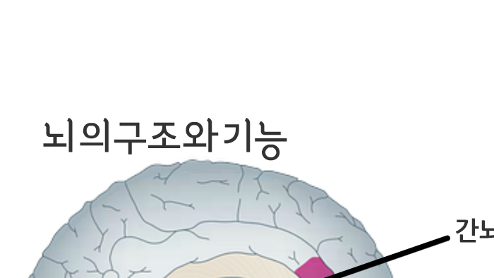 대뇌 by 도형 이 on Prezi