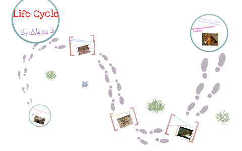 life cycle by Alexa B on Prezi