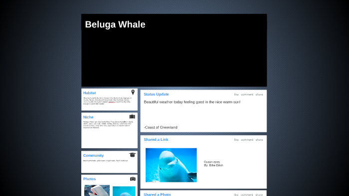 Beluga whale by Samantha Treml