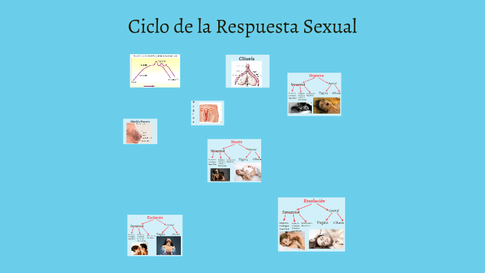 Ciclo De La Respuesta Sexual by Adriana Hernández Cabrera on Prezi