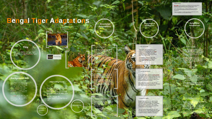 Tiger Adaptations by Matt Garfield on Prezi