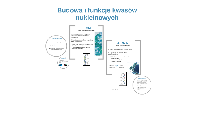 Budowa i funkcje kwasów nukleinowych by Ania Nowak on Prezi