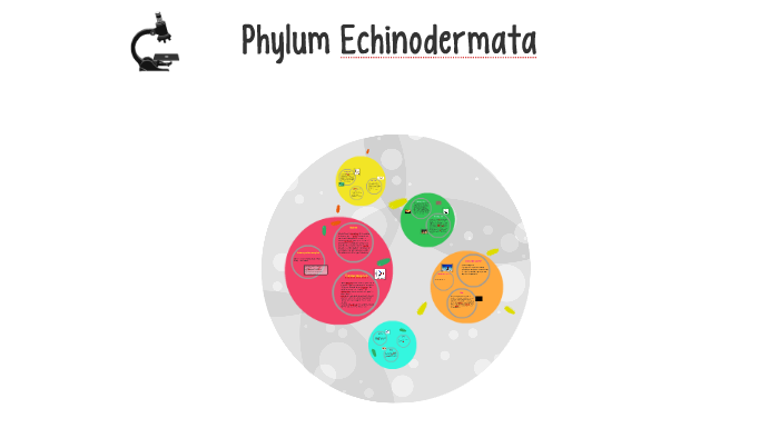 Phylum Echinodermata by Blancaliz Fernandez on Prezi