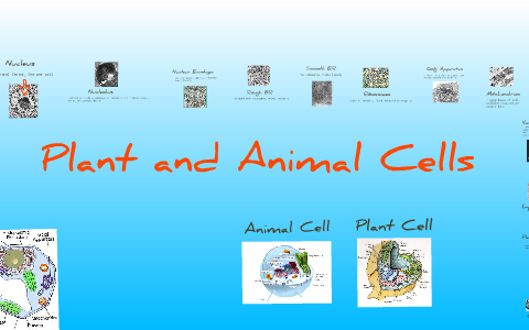Plant and Animal Cells by Kaylyn Gustafson on Prezi