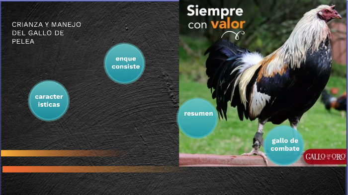 CRIANZA Y MANEJO DEL GALLO DE COMBATE by Cristobal Esparza on Prezi