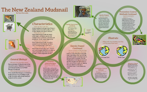 The New Zealand Mudsnail by Dani Reynolds on Prezi