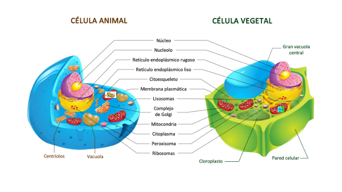 Curiosidades de las mitocondrias: by Andrea on Prezi