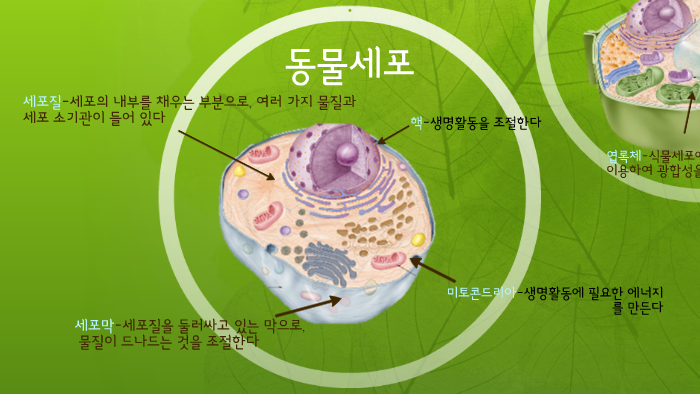 동물세포 엽록체