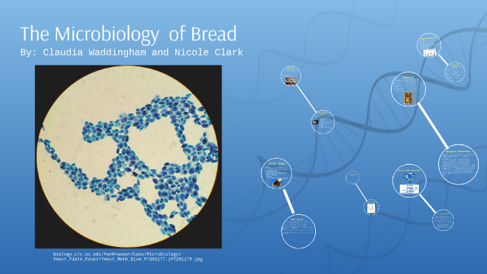 microbiology of bread ppt