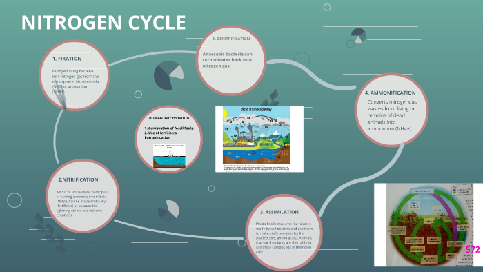 NITROGEN CYCLE by CLAUDIA MEDINA on Prezi