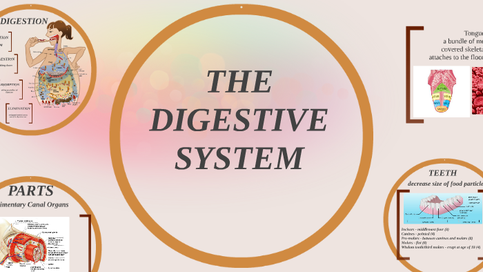 THE DIGESTIVE SYSTEM by devie laya on Prezi