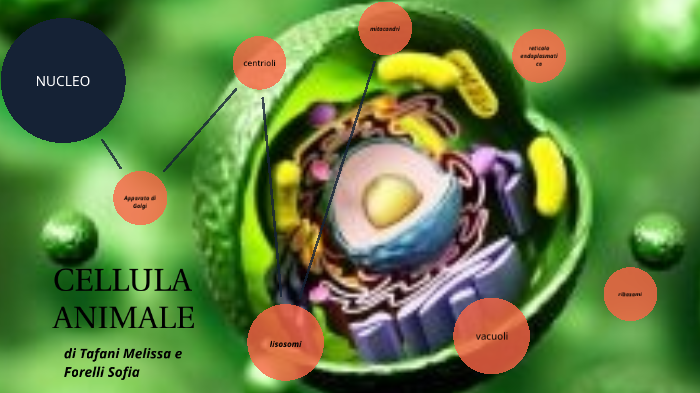 cellula animale by sofia forelli on Prezi