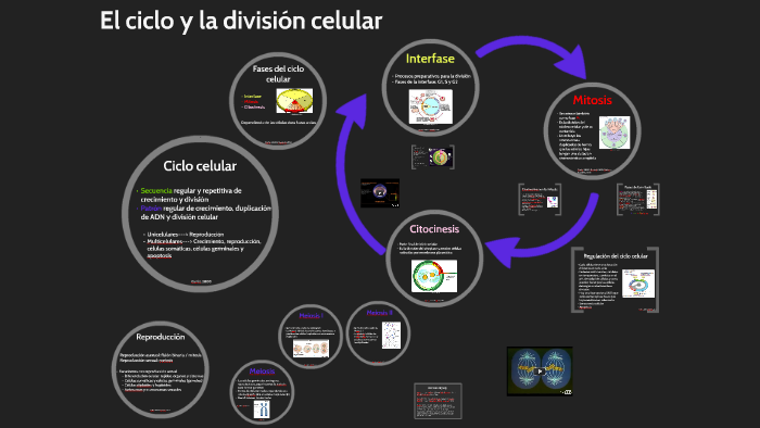 El ciclo celular by Diana Guzman on Prezi