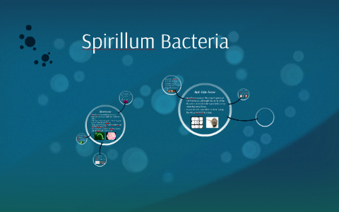 spirillum bacteria diagram