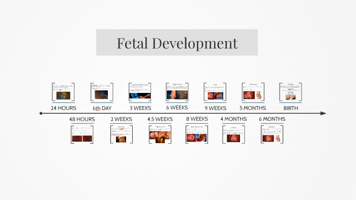 Fetal Development by lauren bernard on Prezi