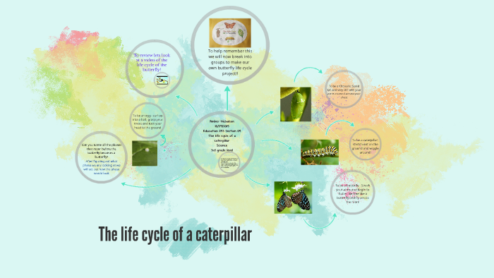 The life cycle of a caterpillar by Amber Nicholson