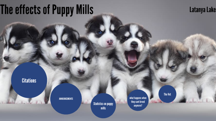 what are the effects of puppy mills
