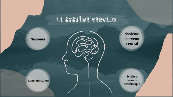 Le système nerveux by Kim L'Italien on Prezi