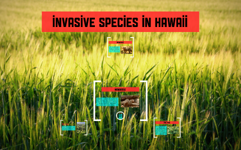 Invasive Species In Hawaii By Summer Harrison