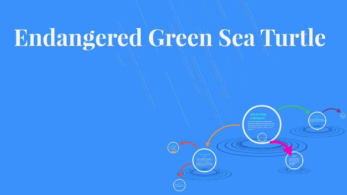 Endangered Sea Turtle by macy erickson on Prezi