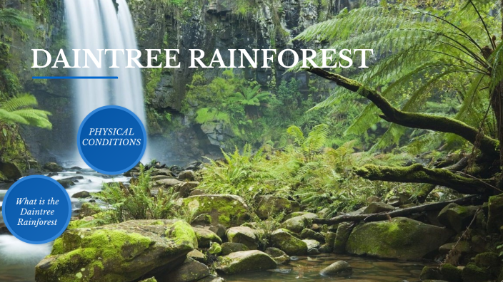 Daintree Rainforest by Oscar Law on Prezi