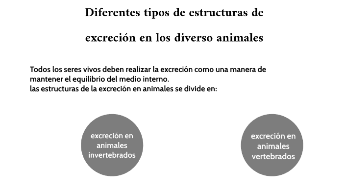 diferentes tipos de estructuras de excreción en los diverso animales by ...