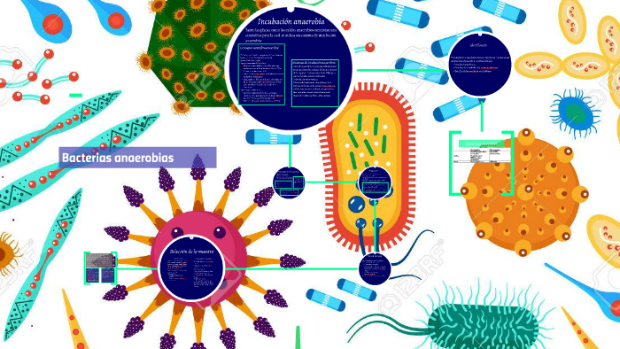 Bacterias anaerobias by Iván Carrascal Salas on Prezi
