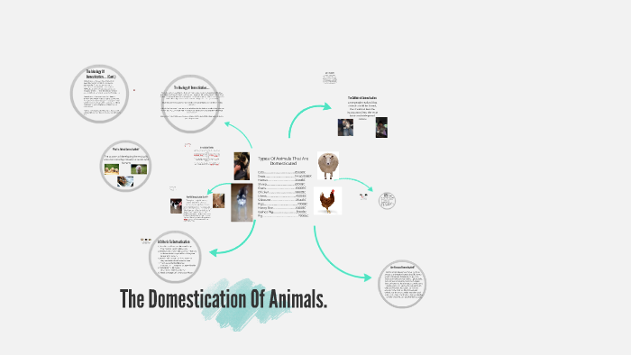 The Domestication Of Animals. by Annie Hughes on Prezi