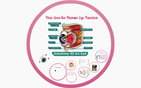How does the Human Eye Function by Olivia Hansen on Prezi