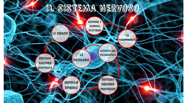 il sistema nervoso by Gaia Cavallo on Prezi