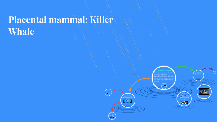 Placental mammal: Killer Whale by Vane Arroyo on Prezi