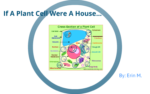 Plant Cell House Comparison By Erin Mcgrane On Prezi