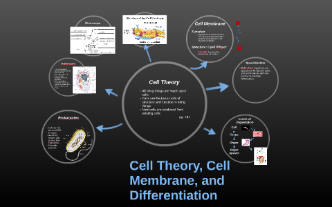 Cell Theory, Cell Membrane, and Differentiation by on Prezi